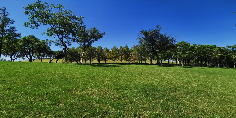 合肥廬陽區廬州公園一期綠化景觀養護